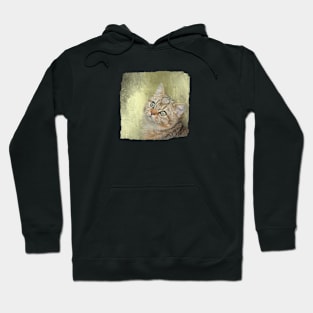 Golden Shaded British Shorthair Cat Hoodie